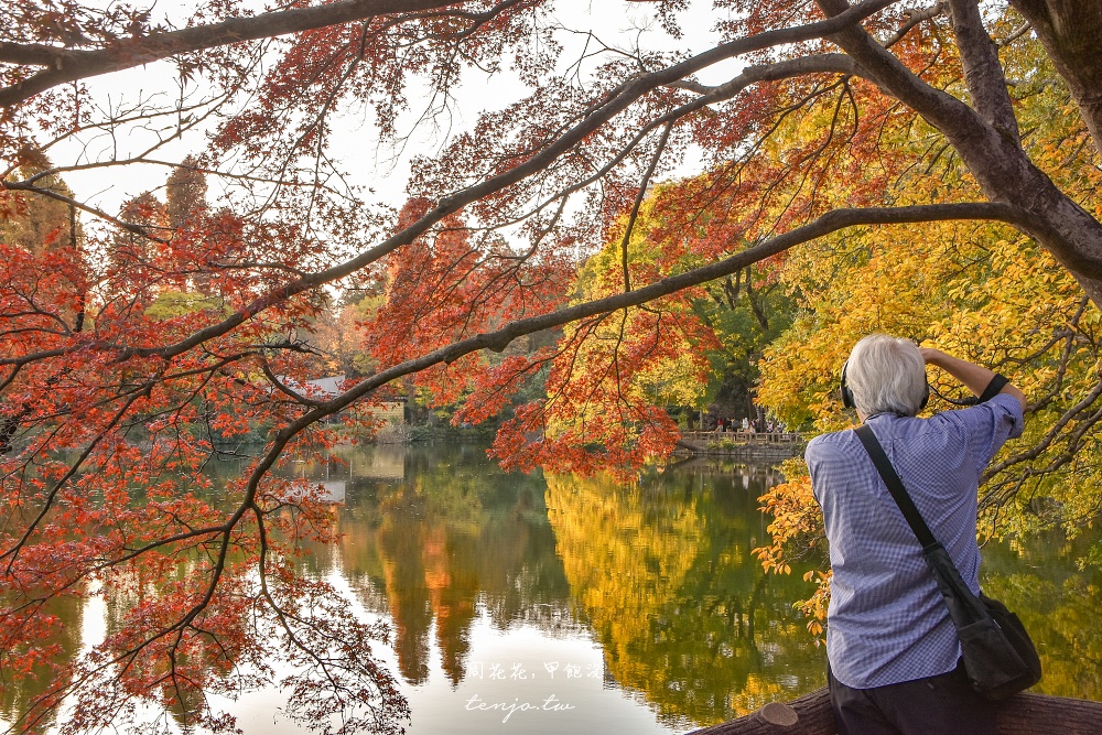 【東京吉祥寺景點】井之頭恩賜公園 秋天賞紅葉景點推薦！在楓葉樹下絕美池畔浪漫野餐