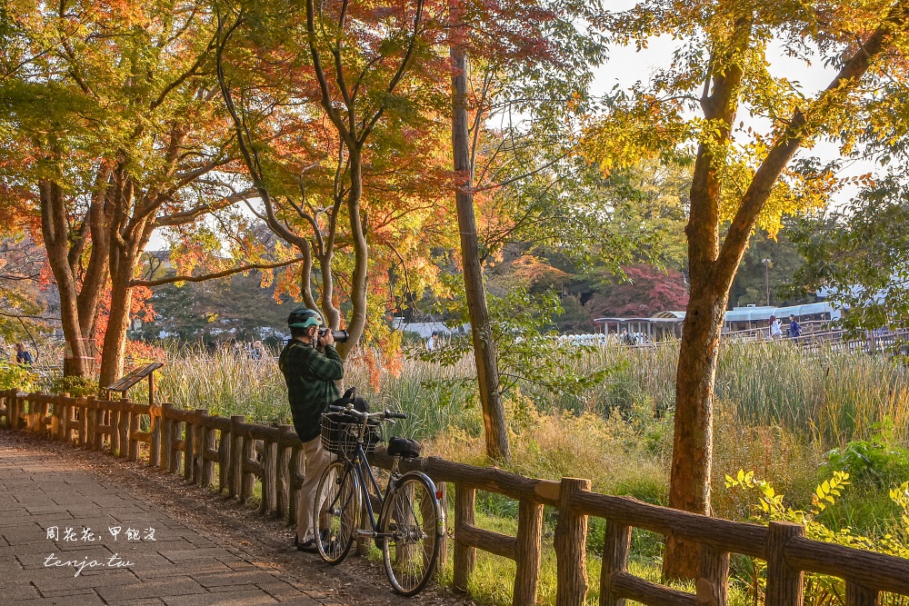 【東京吉祥寺景點】井之頭恩賜公園 秋天賞紅葉景點推薦！在楓葉樹下絕美池畔浪漫野餐