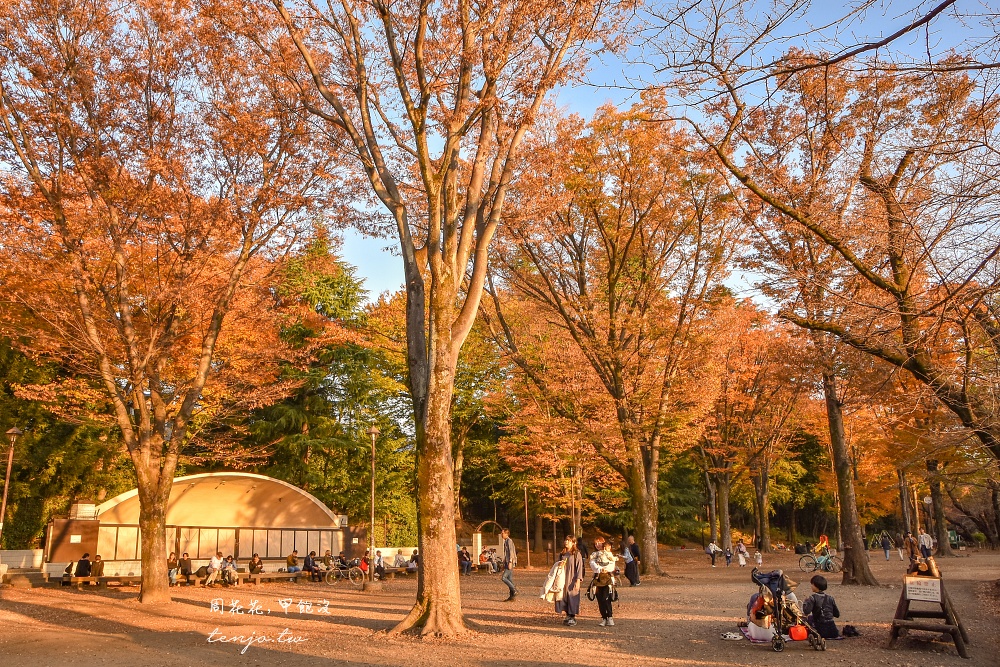 【東京吉祥寺景點】井之頭恩賜公園 秋天賞紅葉景點推薦！在楓葉樹下絕美池畔浪漫野餐