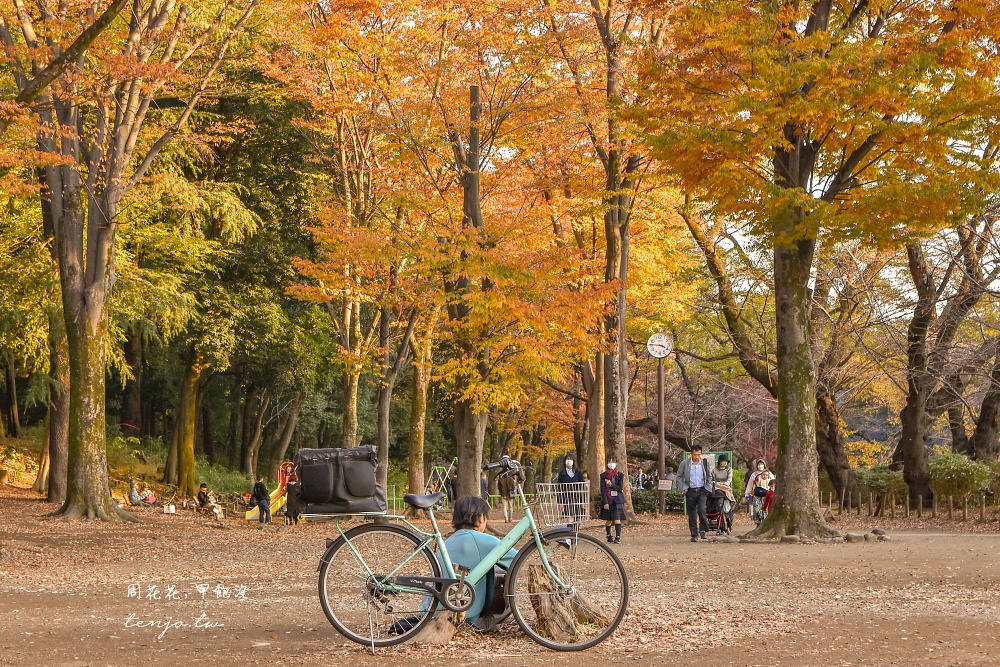 【東京吉祥寺景點】井之頭恩賜公園 秋天賞紅葉景點推薦！在楓葉樹下絕美池畔浪漫野餐