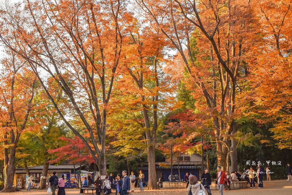 【東京吉祥寺景點】井之頭恩賜公園 秋天賞紅葉景點推薦！在楓葉樹下絕美池畔浪漫野餐