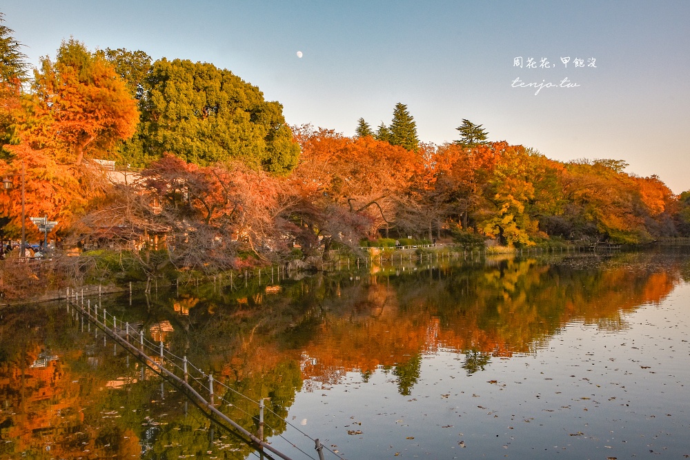 【東京吉祥寺景點】井之頭恩賜公園 秋天賞紅葉景點推薦！在楓葉樹下絕美池畔浪漫野餐