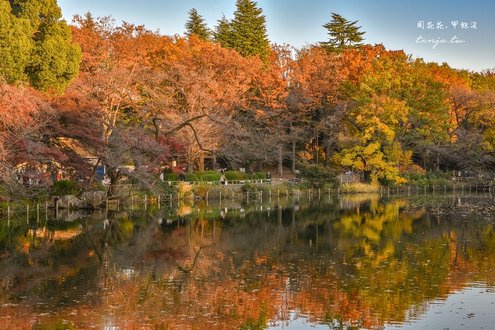 【東京吉祥寺景點】井之頭恩賜公園 秋天賞紅葉景點推薦！在楓葉樹下絕美池畔浪漫野餐