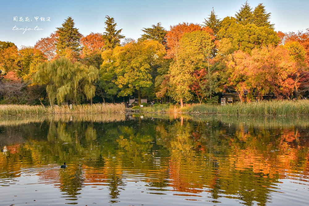 【東京吉祥寺景點】井之頭恩賜公園 秋天賞紅葉景點推薦！在楓葉樹下絕美池畔浪漫野餐