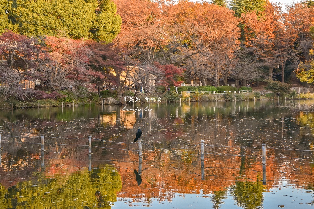 【東京吉祥寺景點】井之頭恩賜公園 秋天賞紅葉景點推薦！在楓葉樹下絕美池畔浪漫野餐