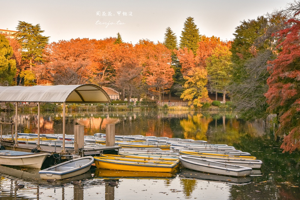 【東京吉祥寺景點】井之頭恩賜公園 秋天賞紅葉景點推薦！在楓葉樹下絕美池畔浪漫野餐