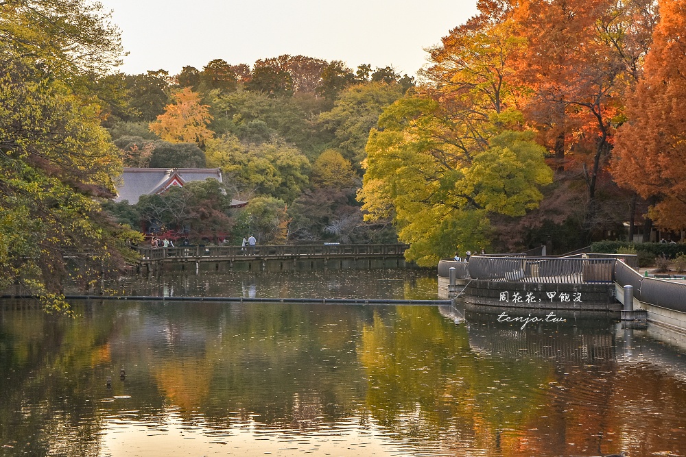 【東京吉祥寺景點】井之頭恩賜公園 秋天賞紅葉景點推薦！在楓葉樹下絕美池畔浪漫野餐