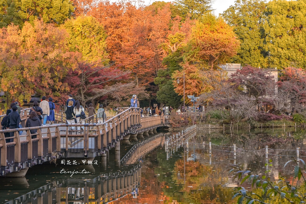 【東京吉祥寺景點】井之頭恩賜公園 秋天賞紅葉景點推薦！在楓葉樹下絕美池畔浪漫野餐 @周花花，甲飽沒