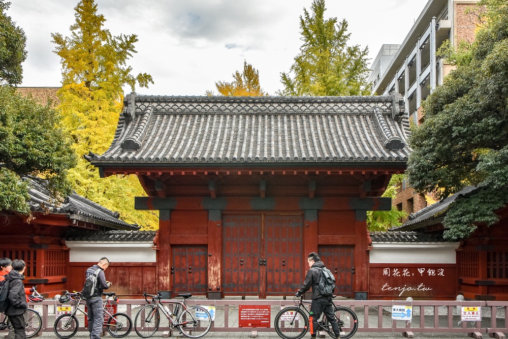 【東京銀杏景點】東京大學銀杏並木 秋季限定金黃浪漫隧道！推薦再到中央食堂吃學生午餐