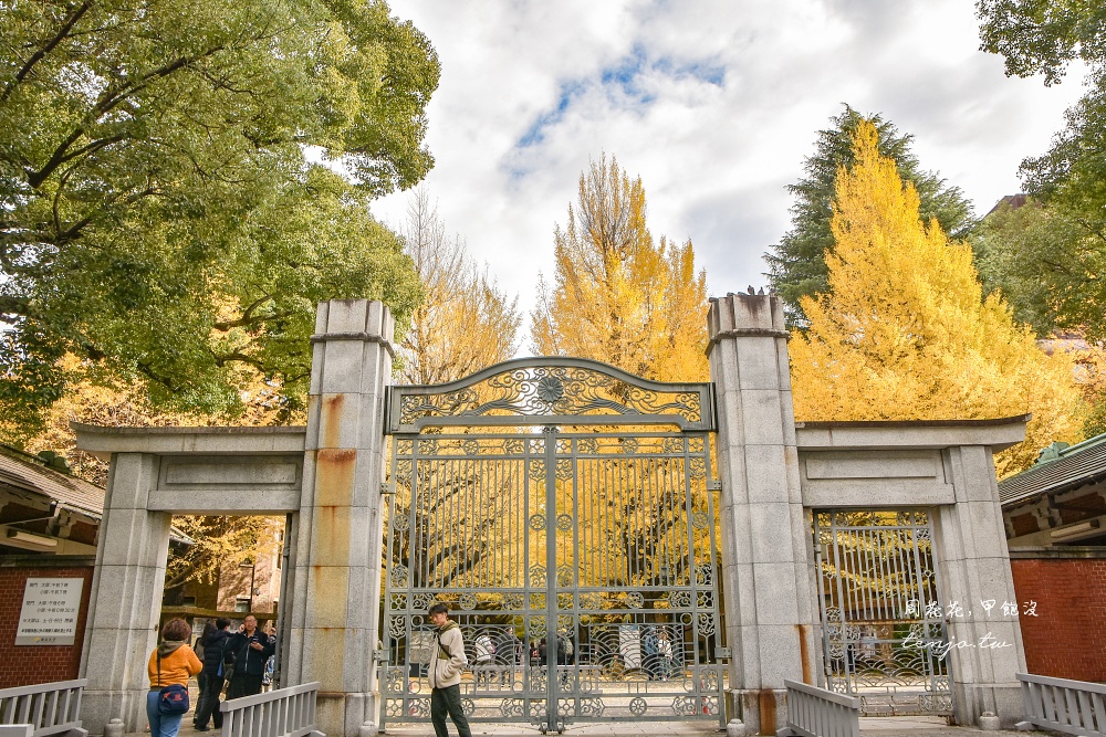 【東京銀杏景點】東京大學銀杏並木 秋季限定金黃浪漫隧道！推薦再到中央食堂吃學生午餐