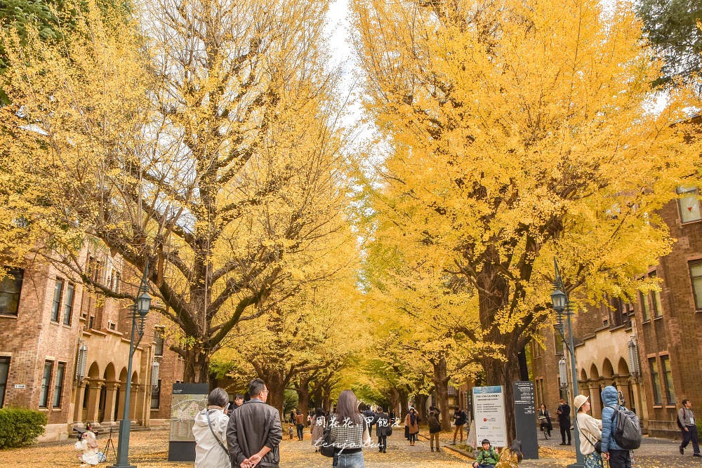 【東京銀杏景點】東京大學銀杏並木 秋季限定金黃浪漫隧道！推薦再到中央食堂吃學生午餐