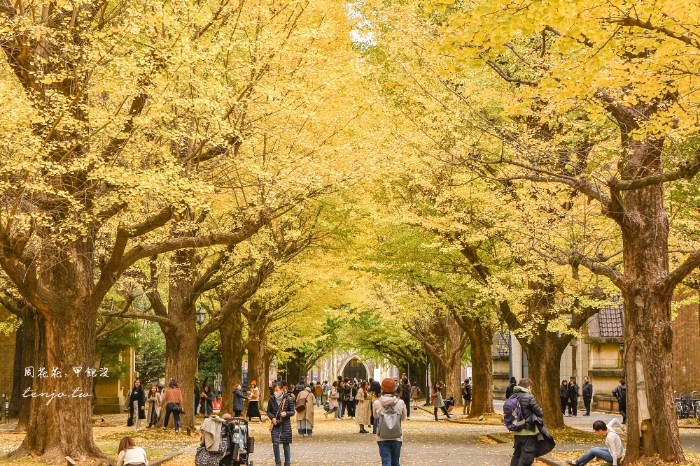 【東京銀杏景點】東京大學銀杏並木 秋季限定金黃浪漫隧道！推薦再到中央食堂吃學生午餐