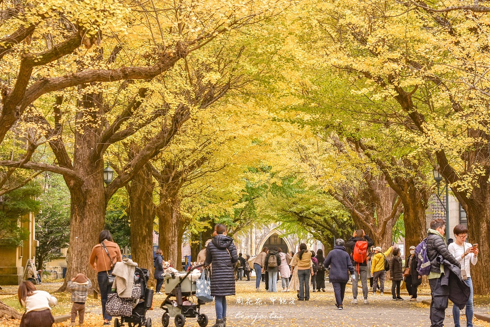 【東京銀杏景點】東京大學銀杏並木 秋季限定金黃浪漫隧道！推薦再到中央食堂吃學生午餐