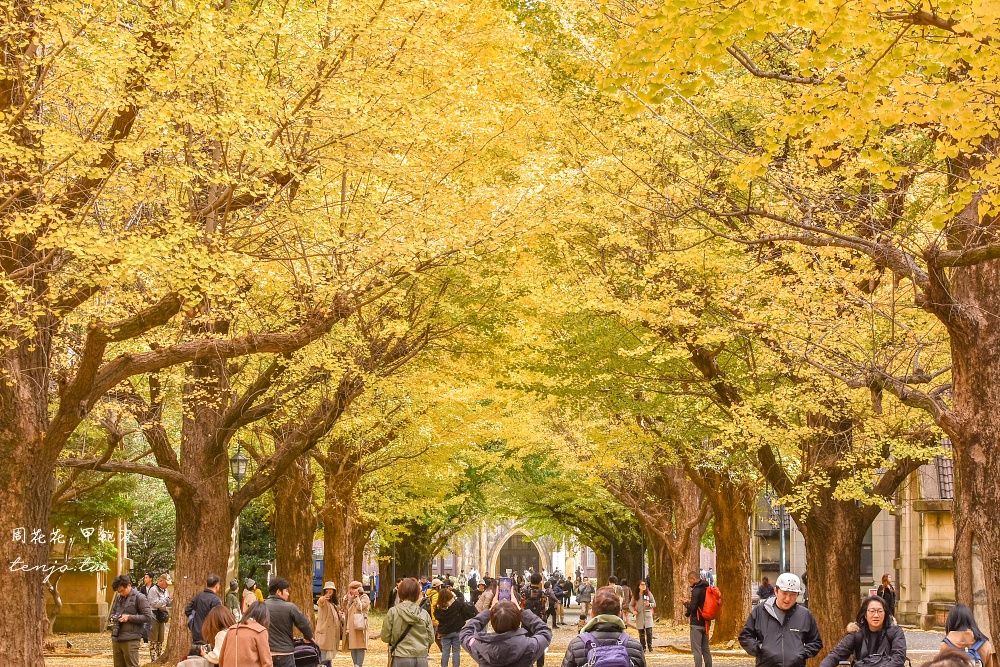 即時熱門文章：【東京銀杏景點】東京大學銀杏並木 秋季限定金黃浪漫隧道！推薦再到中央食堂吃學生午餐