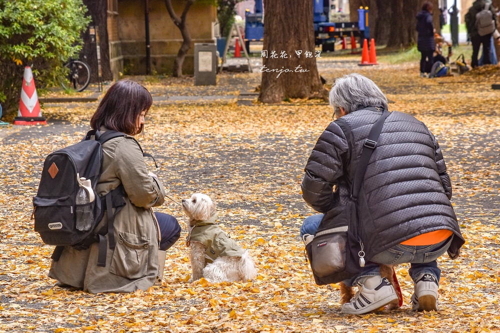 【東京銀杏景點】東京大學銀杏並木 秋季限定金黃浪漫隧道！推薦再到中央食堂吃學生午餐