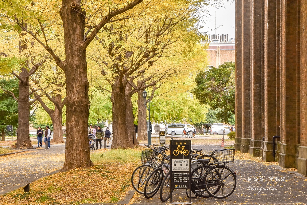 【東京銀杏景點】東京大學銀杏並木 秋季限定金黃浪漫隧道！推薦再到中央食堂吃學生午餐