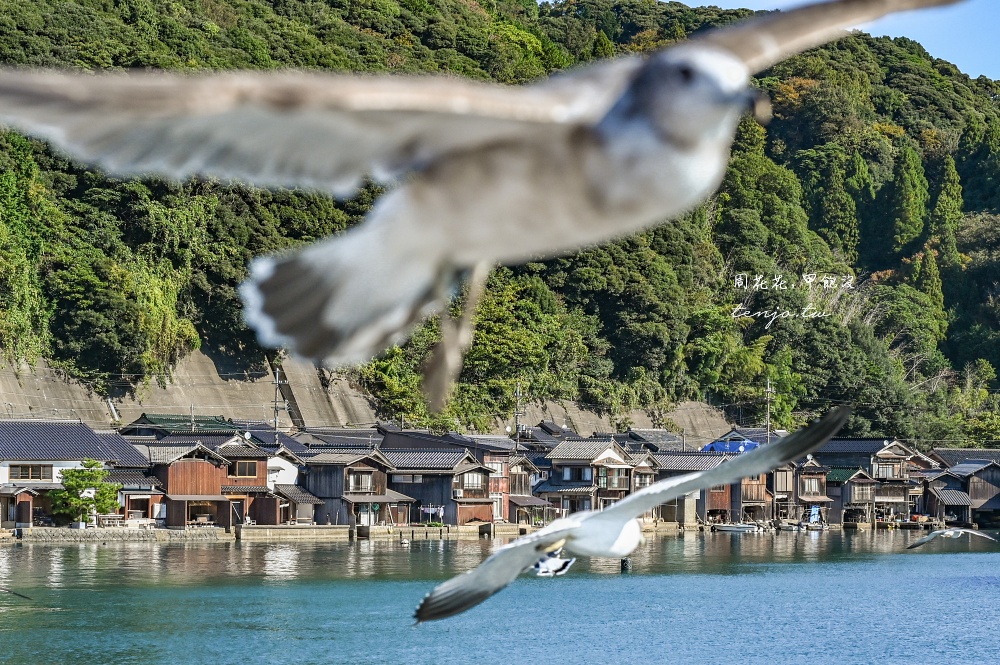 【京都景點推薦】伊根灣遊覽船 遊船欣賞日本威尼斯伊根舟屋！蝦味先餵海鷗老鷹超有趣