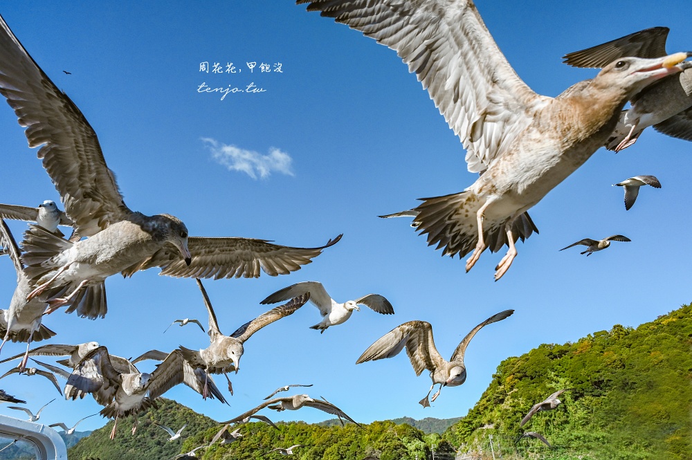 【京都景點推薦】伊根灣遊覽船 遊船欣賞日本威尼斯伊根舟屋！蝦味先餵海鷗老鷹超有趣