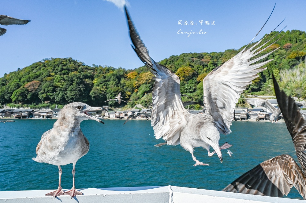 【京都景點推薦】伊根灣遊覽船 遊船欣賞日本威尼斯伊根舟屋！蝦味先餵海鷗老鷹超有趣