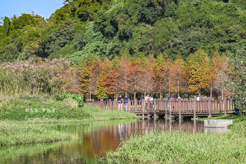 【桃園大溪景點】月眉人工濕地生態公園落羽松大道：怎麼去交通停車、附近景點美食推薦