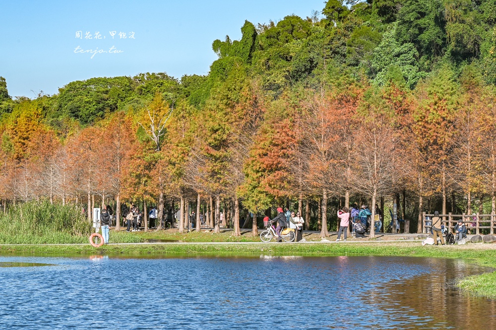 【桃園大溪景點】月眉人工濕地生態公園落羽松大道：怎麼去交通停車、附近景點美食推薦