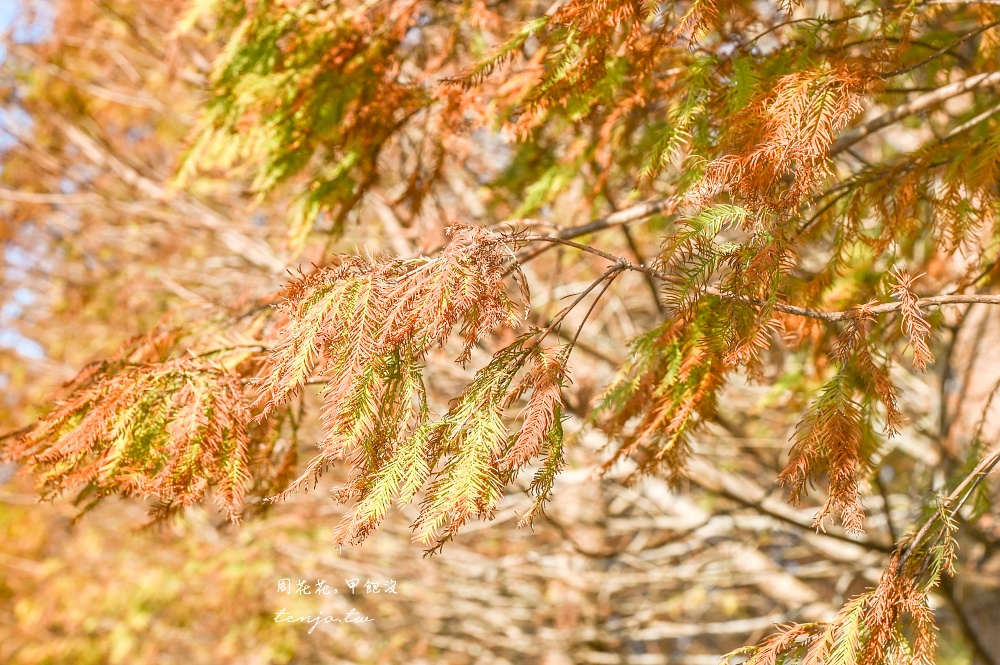 【桃園大溪景點】月眉人工濕地生態公園落羽松大道：怎麼去交通停車、附近景點美食推薦