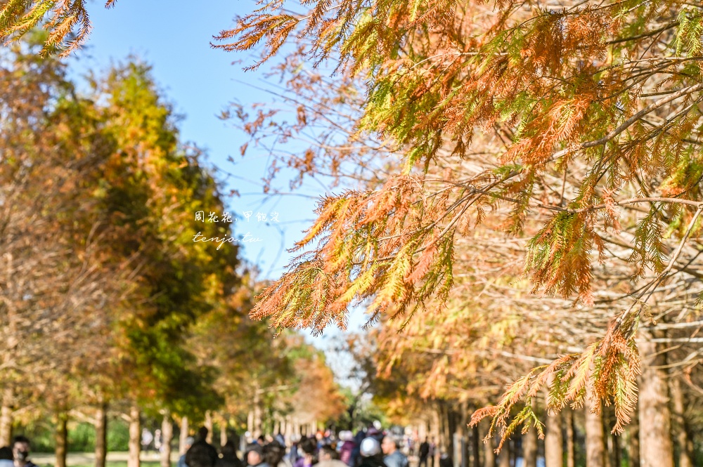 【桃園大溪景點】月眉人工濕地生態公園落羽松大道：怎麼去交通停車、附近景點美食推薦