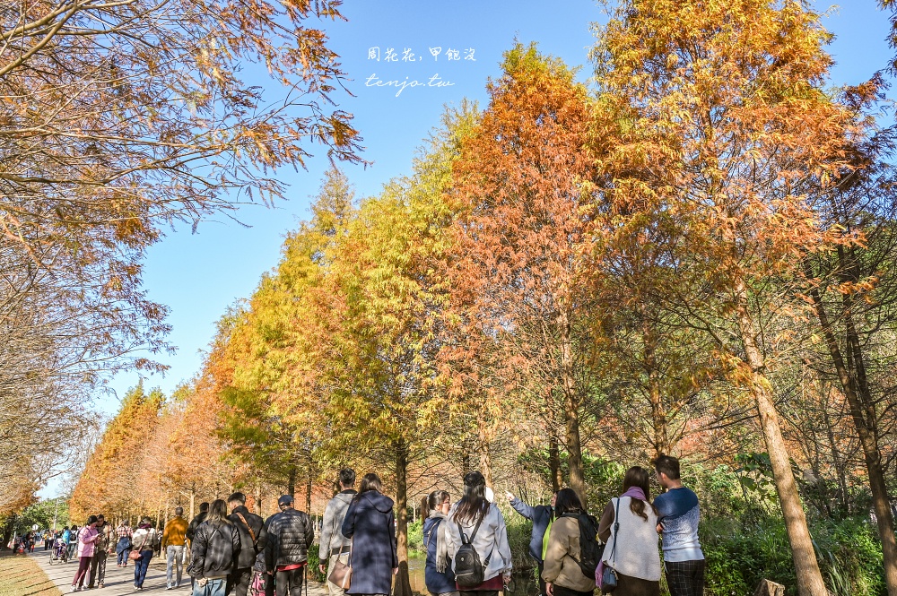 【桃園大溪景點】月眉人工濕地生態公園落羽松大道：怎麼去交通停車、附近景點美食推薦