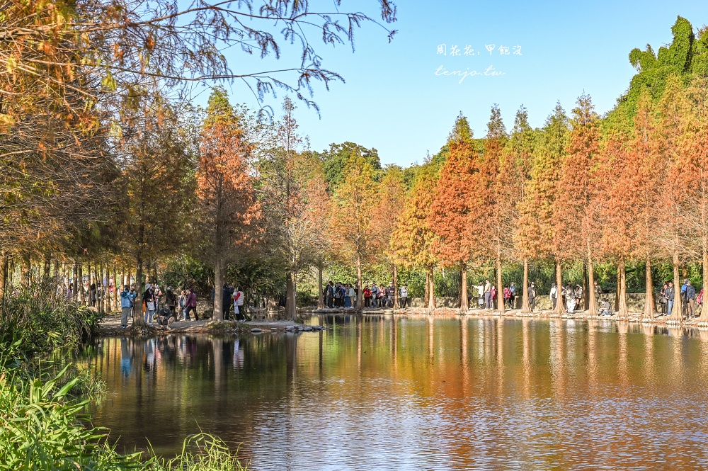 【桃園大溪景點】月眉人工濕地生態公園落羽松大道：怎麼去交通停車、附近景點美食推薦