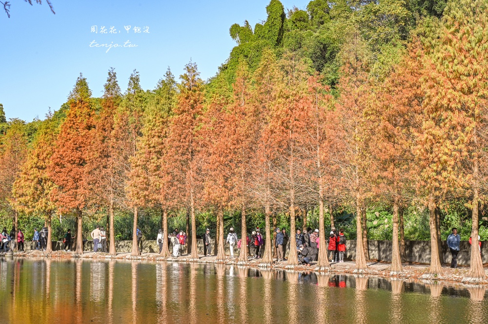 【桃園大溪景點】月眉人工濕地生態公園落羽松大道：怎麼去交通停車、附近景點美食推薦