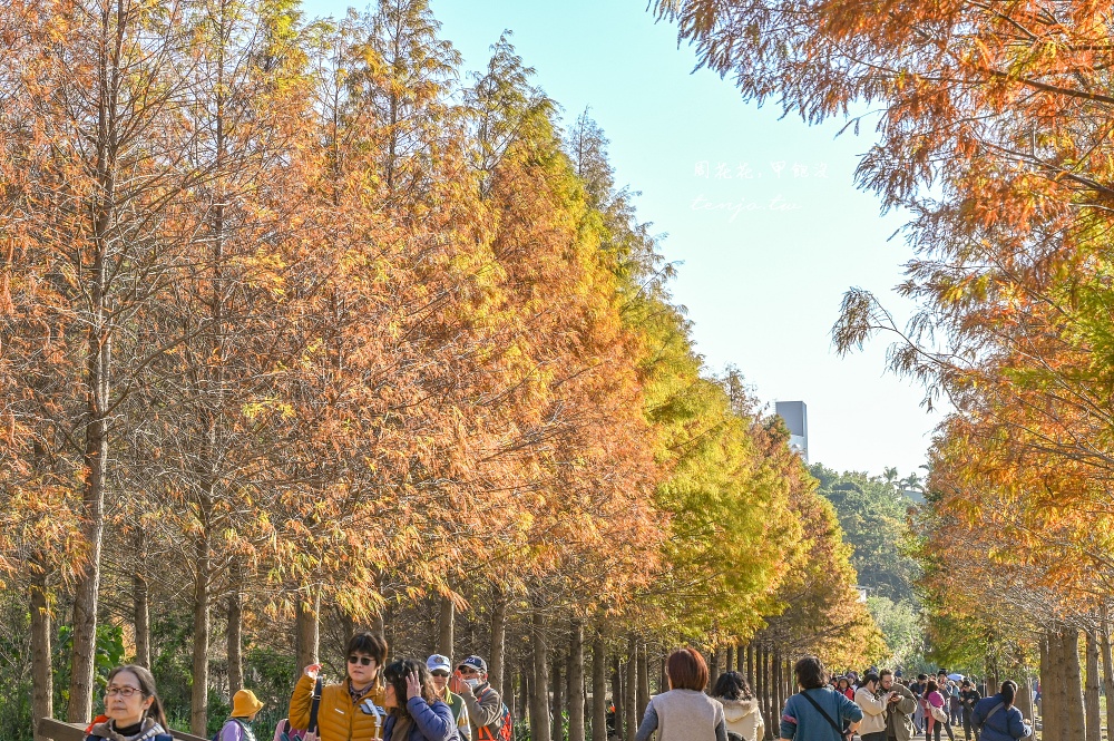 【桃園大溪景點】月眉人工濕地生態公園落羽松大道：怎麼去交通停車、附近景點美食推薦