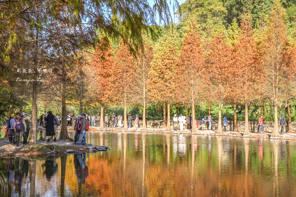 【桃園大溪景點】月眉人工濕地生態公園落羽松大道：怎麼去交通停車、附近景點美食推薦