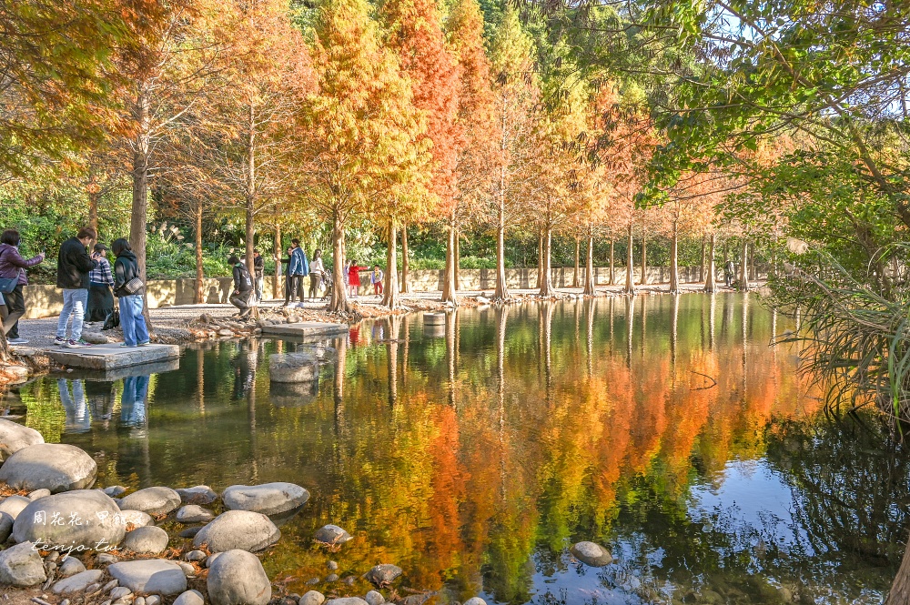 【桃園大溪景點】月眉人工濕地生態公園落羽松大道：怎麼去交通停車、附近景點美食推薦