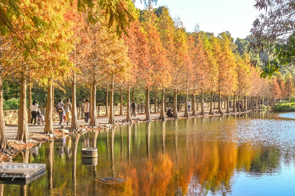 【桃園大溪景點】月眉人工濕地生態公園落羽松大道：怎麼去交通停車、附近景點美食推薦