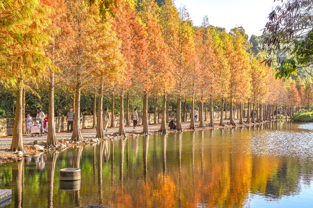 即時熱門文章：【桃園大溪景點】月眉人工濕地生態公園落羽松大道：怎麼去交通停車、附近景點美食推薦