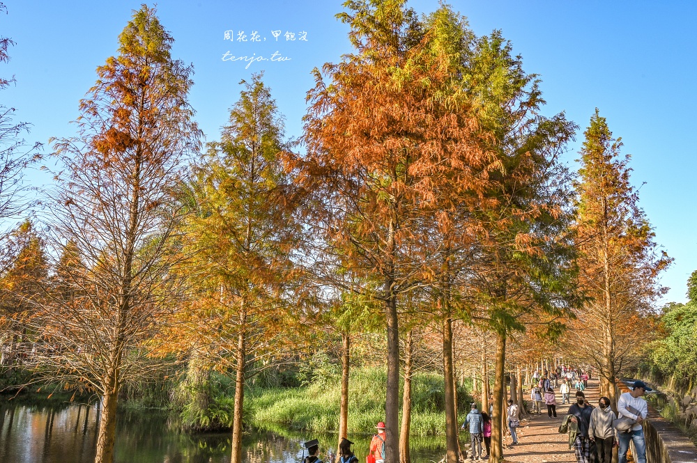 【桃園大溪景點】月眉人工濕地生態公園落羽松大道：怎麼去交通停車、附近景點美食推薦