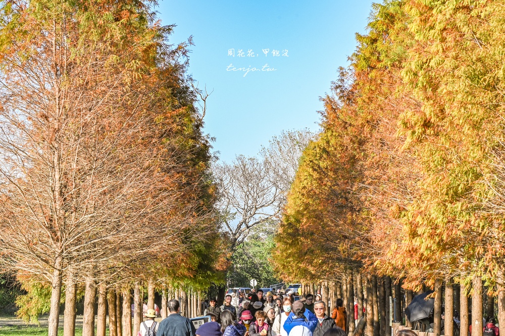 【桃園大溪景點】月眉人工濕地生態公園落羽松大道：怎麼去交通停車、附近景點美食推薦