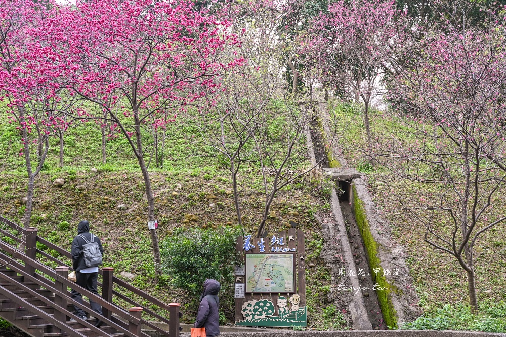 【桃園龜山景點】長庚養生文化村櫻花木棧道 隱藏版賞櫻秘境推薦！免門票免費停車超佛心