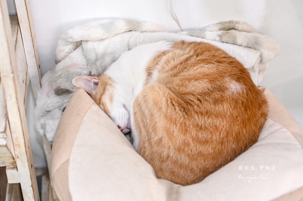 【師大咖啡廳推薦】貓圖咖啡 可愛店貓坐檯！飲料只要75元起平價不限時咖啡店免費插座多