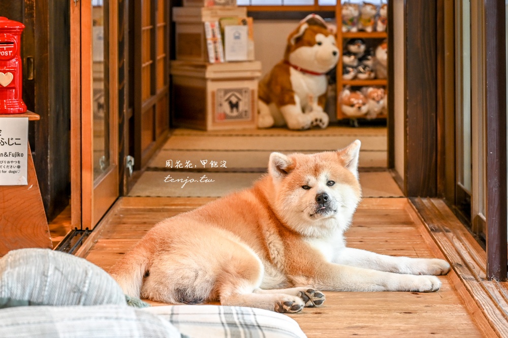 【角館住宿推薦】緣Enishi 超可愛秋田犬民宿！50年古民家改建和秋田犬互動還能帶去散步 @周花花，甲飽沒