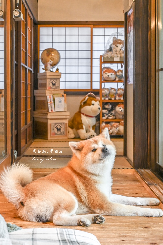 【角館住宿推薦】緣Enishi 超可愛秋田犬民宿！50年古民家改建和秋田犬互動還能帶去散步