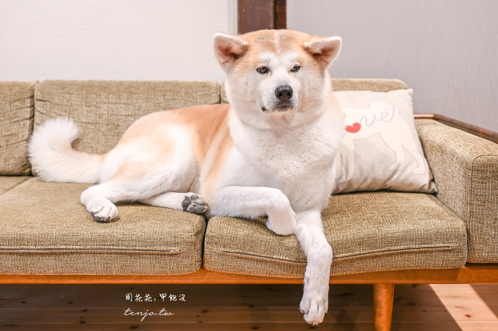 【角館住宿推薦】緣Enishi 超可愛秋田犬民宿！50年古民家改建和秋田犬互動還能帶去散步