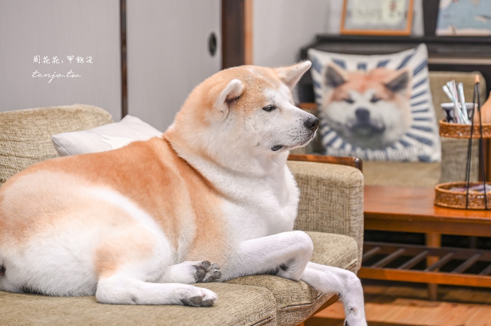 【角館住宿推薦】緣Enishi 超可愛秋田犬民宿！50年古民家改建和秋田犬互動還能帶去散步
