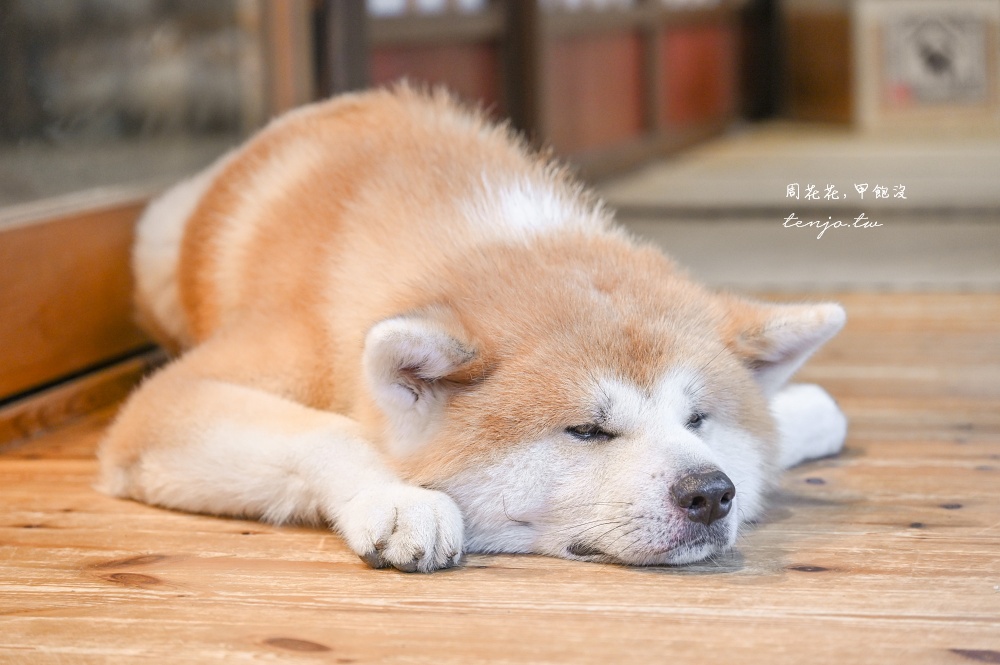 【角館住宿推薦】緣Enishi 超可愛秋田犬民宿！50年古民家改建和秋田犬互動還能帶去散步