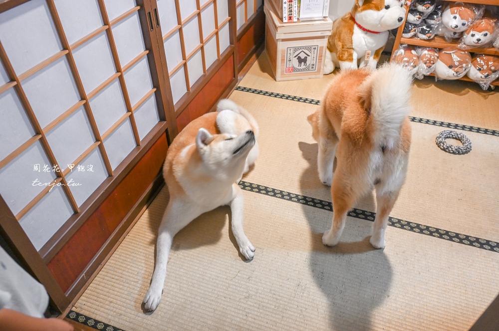 【角館住宿推薦】緣Enishi 超可愛秋田犬民宿!50年古民家改建和秋田犬互動還能帶去散步 【角館住宿推薦】緣Enishi 超可愛秋田犬民宿!50年古民家改建和秋田犬互動還能帶去散步