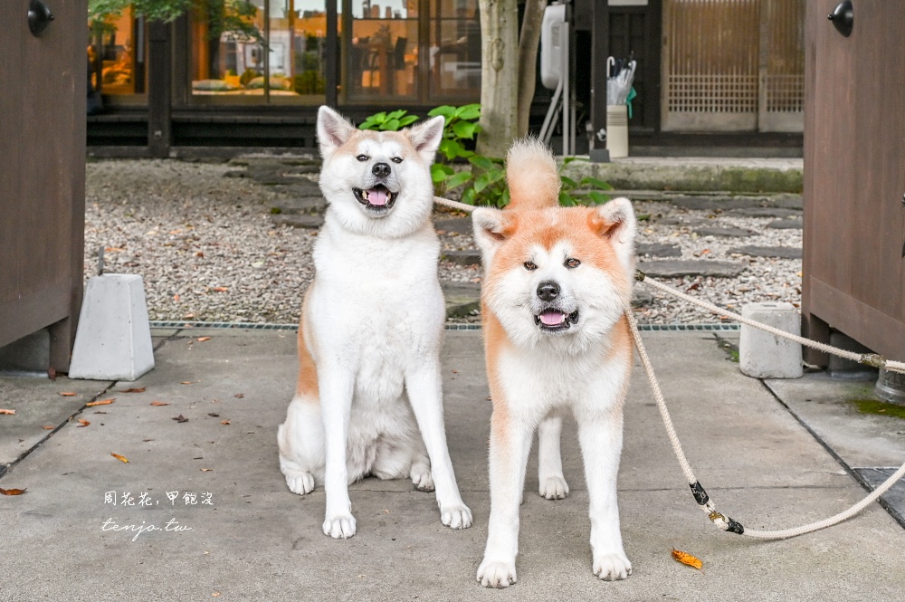 【角館住宿推薦】緣Enishi 超可愛秋田犬民宿！50年古民家改建和秋田犬互動還能帶去散步