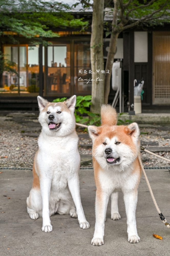 【角館住宿推薦】緣Enishi 超可愛秋田犬民宿！50年古民家改建和秋田犬互動還能帶去散步