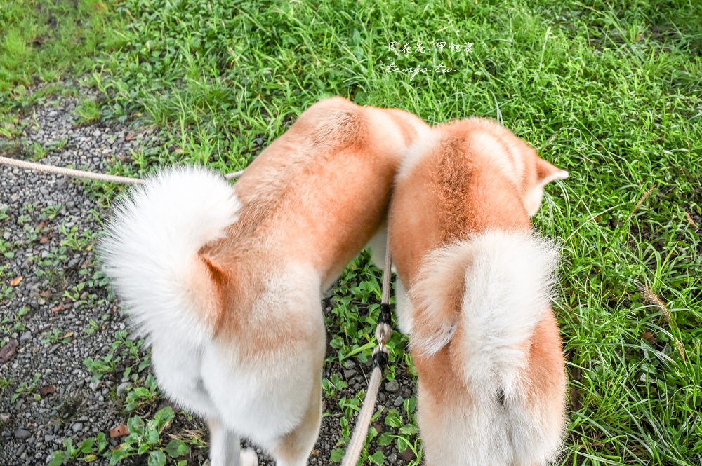 【角館住宿推薦】緣Enishi 超可愛秋田犬民宿！50年古民家改建和秋田犬互動還能帶去散步