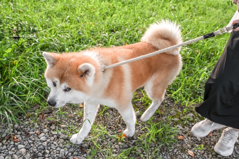 【角館住宿推薦】緣Enishi 超可愛秋田犬民宿！50年古民家改建和秋田犬互動還能帶去散步