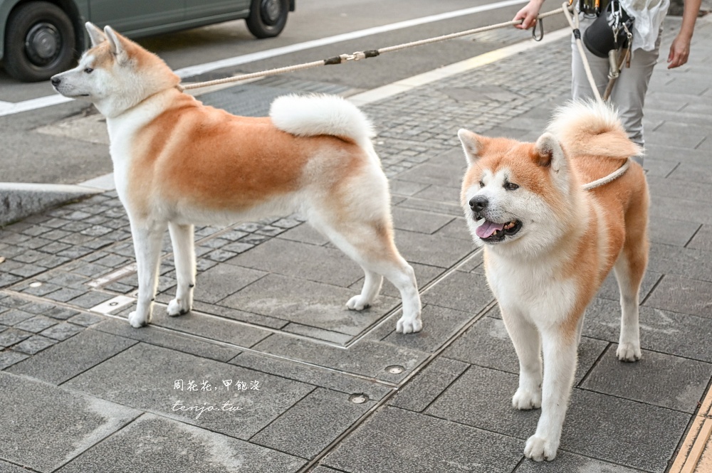 【角館住宿推薦】緣Enishi 超可愛秋田犬民宿!50年古民家改建和秋田犬互動還能帶去散步 【角館住宿推薦】緣Enishi 超可愛秋田犬民宿!50年古民家改建和秋田犬互動還能帶去散步
